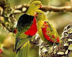 Image result for ‫پرنده زیبایی ها‬‎