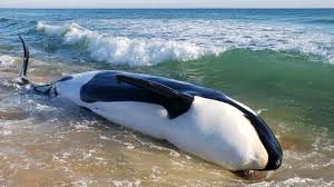 VIDEO: 1st Time in History, A Killer Whale Washes Ashore on Florida Beach