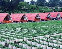 Kebun strawberry di Dusun Strawberry Walini Ciwidey Bandung