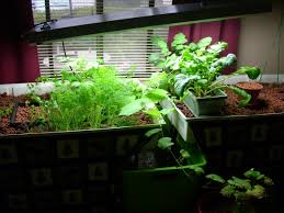 Aquaponic - The New QWay of Growing Plants Fast