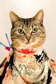 Image result for cats dressed in fall fashions