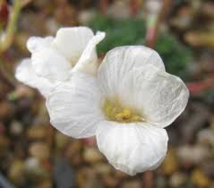 Saxifraga porophylla - Pottertons Nursery