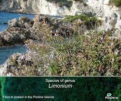 Flora to protect in the Pontine Islands - Species of genus Limonium
