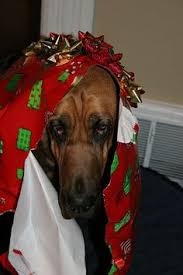 Image result for dogs and wrapped christmas gifts