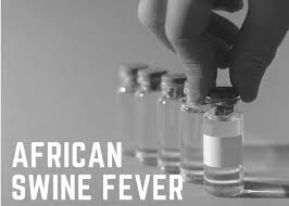Exploring Safe Solutions for an African Swine Fever Vaccine: Recent Research Findings - 1