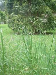 Bromus willdenowii • New Zealand Plant Conservation Network