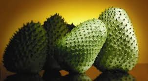 Image result for The Soursop is a flowering,