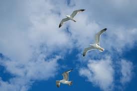 Resultado de imagem para gaivotas pairando