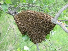 L'association récupère gratuitement les essaims d’abeilles Images?q=tbn:ANd9GcQE8mvQ6Pv2ewZ1nSdhTs6Gag3f5zftShQn9Tqo20drrZ0cq7P8