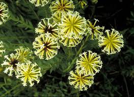 Thymelaeaceae in Flora of China @ efloras.org