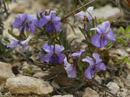 Viola arborescens - Wikipedia