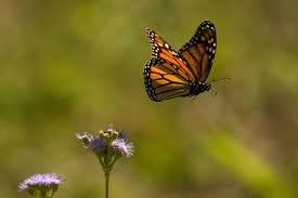 Image result for monarch butterflies flying