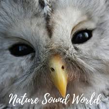 Nature Sound World - Luontoäänien maailma