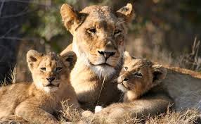 Image result for lioness