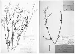 Typification of Galium teres with notes on the Galium glaucum-group ...