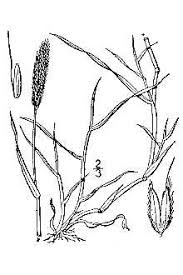 Plants Profile for Alopecurus geniculatus (water foxtail)
