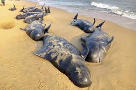Resultado de imagen para Decenas de ballenas quedan varadas en costas de la India