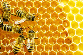 「bee」的圖片搜尋結果