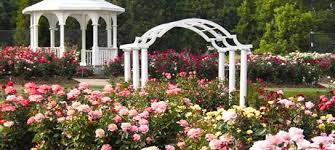 Image result for photo of roses