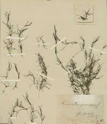 Zannichellia palustris L. subsp. polycarpa (Nolte) K.Richt. - Portale ...