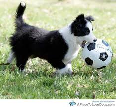 Sadie the hyper Border Collie Images?q=tbn:ANd9GcQFNp_lWPGgSsO-p3AcunT0rgW3LYrXog3Qmrk-cPl2eaLW_lMmlA