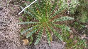Ptilostemon casabonae (L.) Greuter (World flora) - Pl@ntNet identify