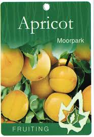 Apricot MOORPARK