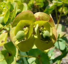 Euphorbia barrelieri Savi - Portale della Flora d'Italia / Portal to the ...