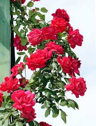 Bán hoa hồng leo, hồng ngoại nhập từ thailan. - 9
