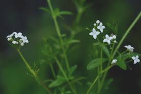 Galium palustre - Michigan Flora