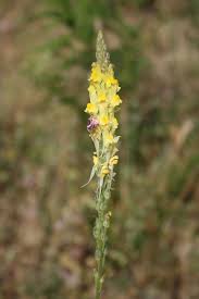 Linaria heterophylla - Wikimedia Commons