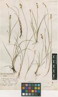 Carex stellulata in Global Plants on JSTOR