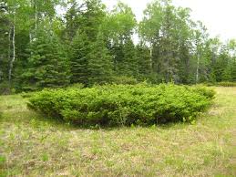 Juniperus communis - Michigan Flora