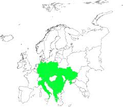 Search for species - Karpaten-Kranzenzian (Gentianella lutescens ...