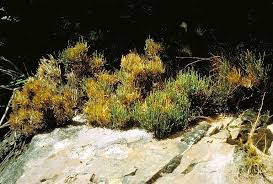 Ephedra in Flora of China @ efloras.org