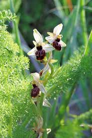 Ophrys exaltata - Wikimedia Commons