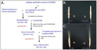 Introgression of the Aegilops speltoides Su1-Ph1 ... - Frontiers
