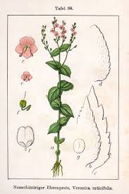 File:Veronica urticifolia Sturm38.jpg - Wikimedia Commons