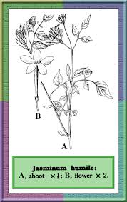 Oleaceae in Flora of Pakistan @ efloras.org