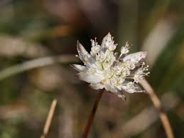 Astrantia pauciflora Bertol.