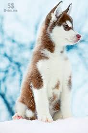 Image result for red husky puppies