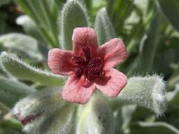 Cynoglossum cheirifolium – Wikipédia, a enciclopédia livre