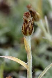 Gnaphalium hoppeanum (Hoppe's Cudweed) - The Alpine Flora of ...
