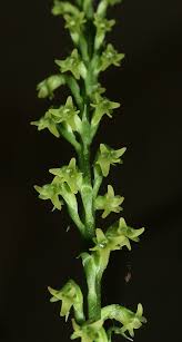 Gennaria diphylla - Wikipedia