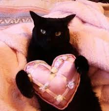 Image result for cats giving flowers on valentines day