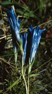 Gentiana in Flora of China @ efloras.org