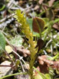 Selaginella selaginoides - Michigan Flora