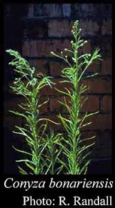 Conyza bonariensis (L.) Cronquist: FloraBase: Flora of Western ...