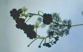 Ranunculus saniculifolius Viv. | Flora of Israel Online