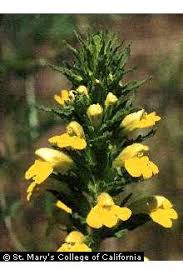Plants Profile for Parentucellia viscosa (yellow glandweed)